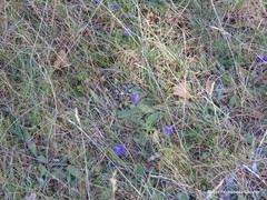 Campanula scheuchzeri
