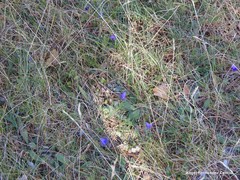 Campanula scheuchzeri