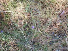Campanula scheuchzeri
