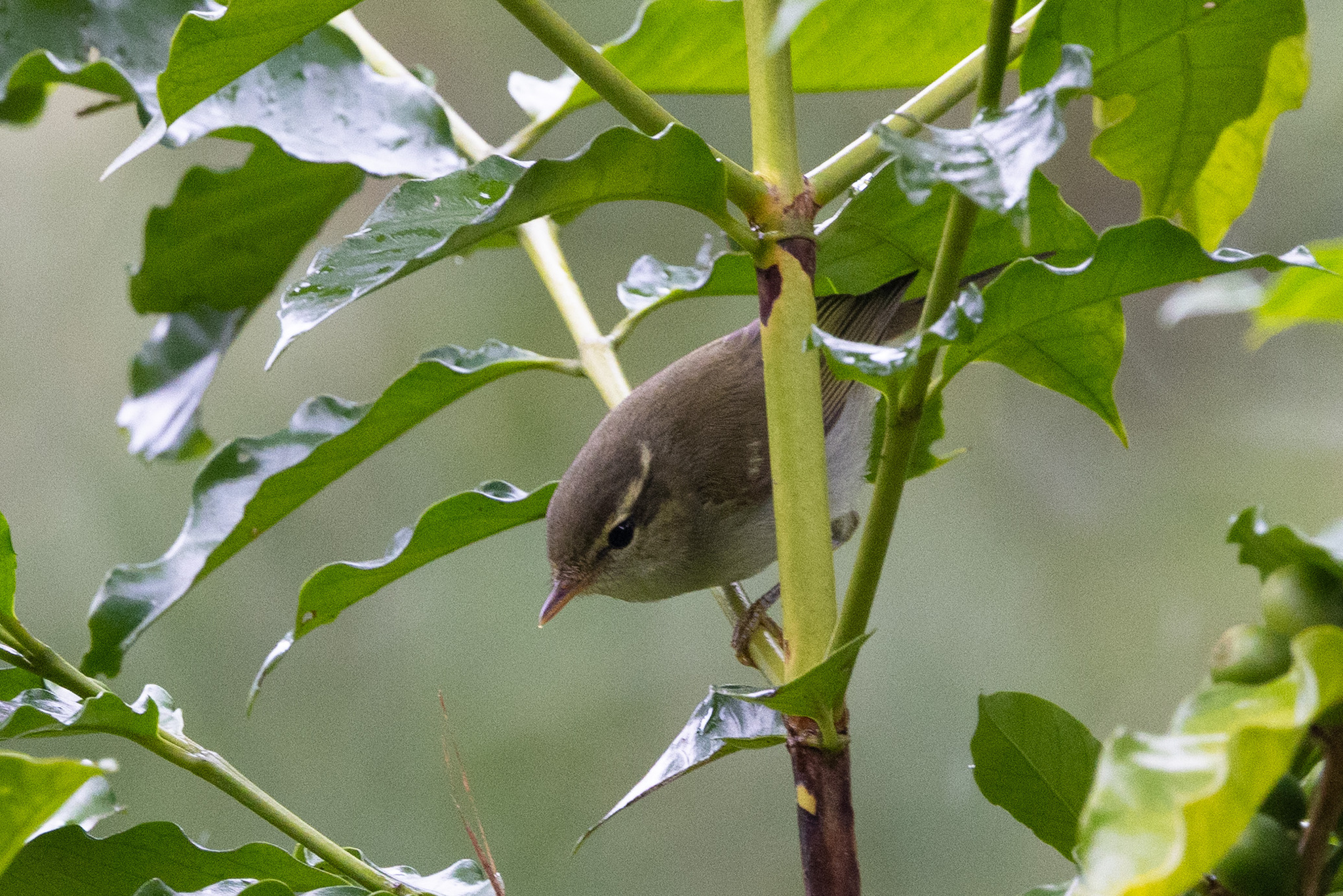 Two-barred Warbler (Phylloscopus plumbeitarsus), photo 4