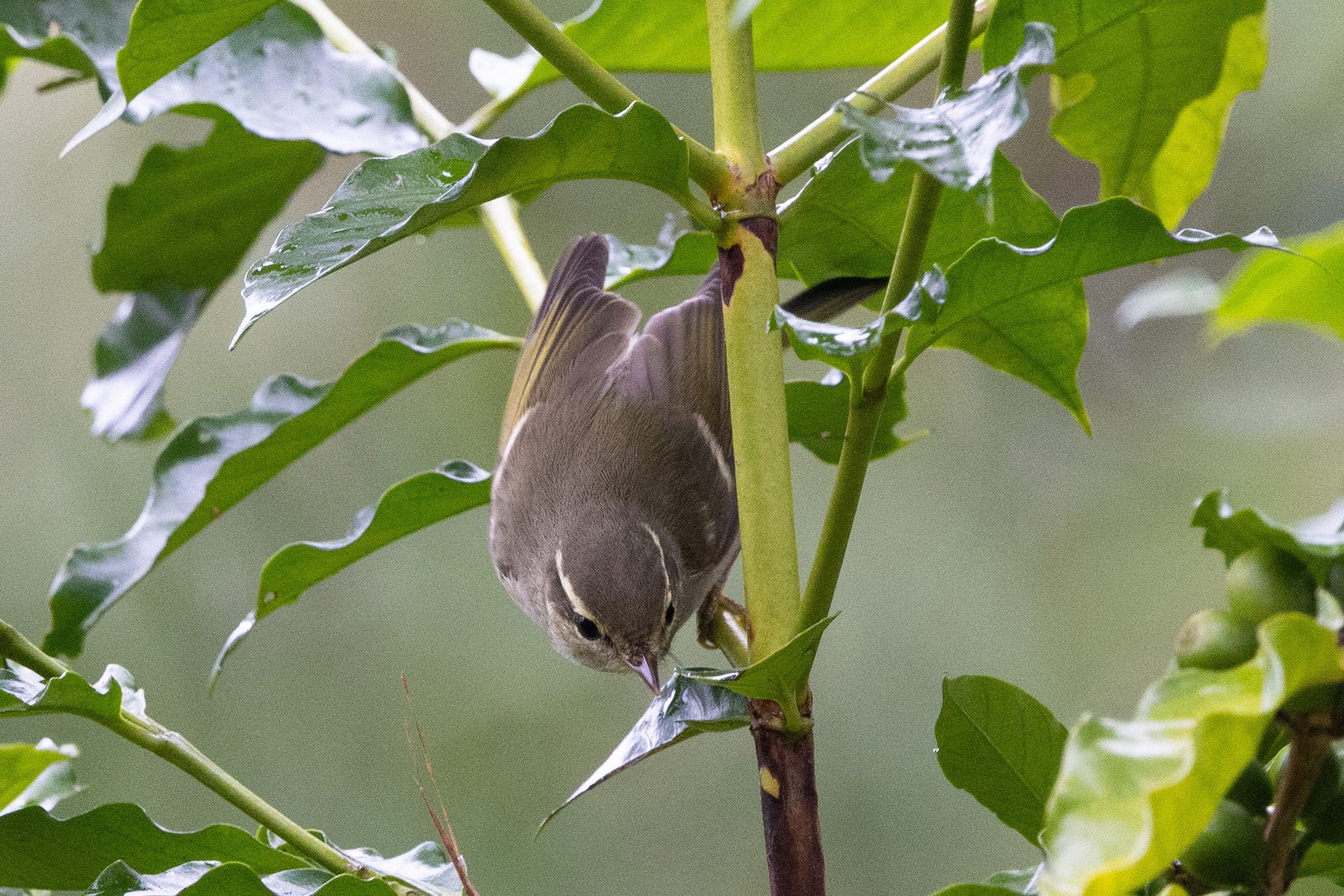 Two-barred Warbler (Phylloscopus plumbeitarsus), photo 5