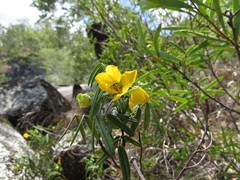 Senna aciphylla