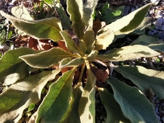 Verbascum boerhavii