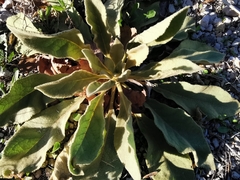 Verbascum boerhavii