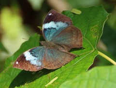 Kallima horsfieldii