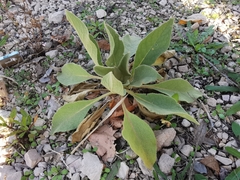 Verbascum boerhavii