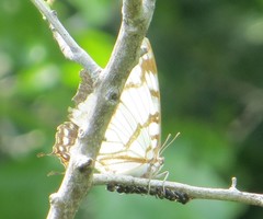 Polyura zoolina