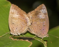 Arhopala madytus