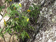 Senna aciphylla