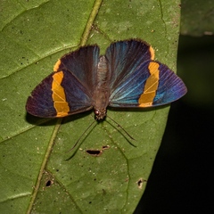 Chaetocneme porphyropis