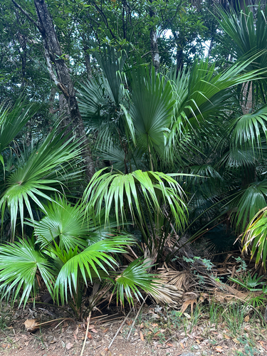 Livistona boninensis iNat (3)