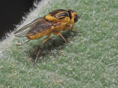 Chlorops