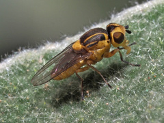 Chlorops
