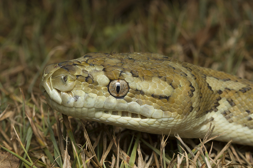 Coastal Carpet Python sighting