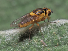 Chlorops