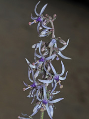 Petromarula pinnata