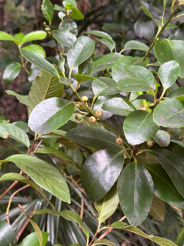 Ilex mertensii iNat (1)