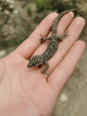 Tibet Bent Toed Gecko photo 2