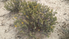 Chuquiraga avellanedae