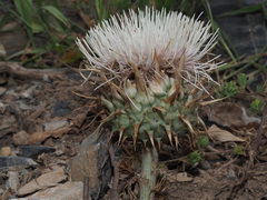 Cynara cornigera