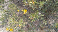 Chuquiraga avellanedae