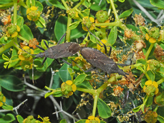 Dicranocephalus agilis