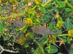 Dicranocephalus agilis