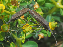 Dicranocephalus agilis