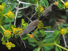 Dicranocephalus agilis