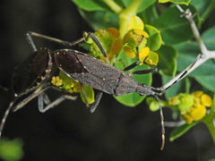 Dicranocephalus agilis