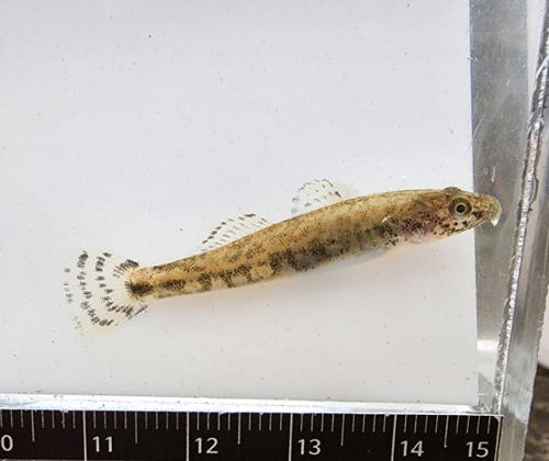 Gymnogobius urotaenia