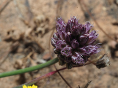 Allium rubrovittatum