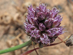 Allium rubrovittatum