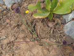 Allium rubrovittatum