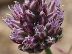 Allium rubrovittatum
