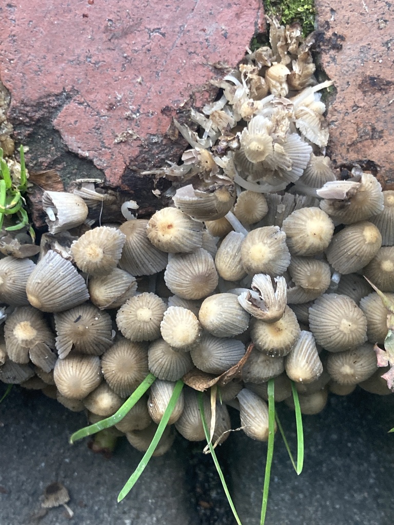 Coprinellus disseminatus · October 2025 · photo: © julianazuluaga-carrero (iNaturalist, cc-by-nc)