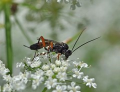 Exetastes laevigator