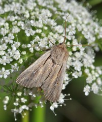 Leucania comma
