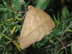 Rhodostrophia cretacaria