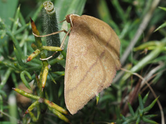Rhodostrophia cretacaria