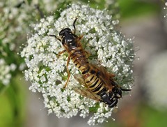 Temnostoma vespiforme