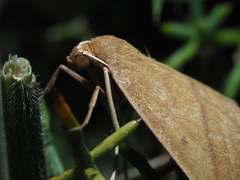 Rhodostrophia cretacaria