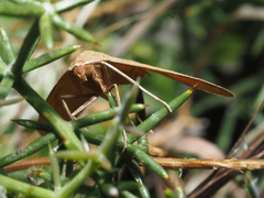 Rhodostrophia cretacaria