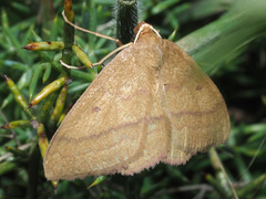 Rhodostrophia cretacaria