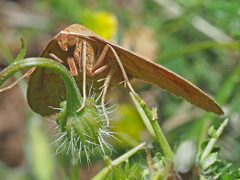 Rhodostrophia cretacaria