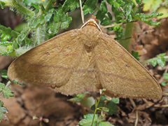 Rhodostrophia cretacaria