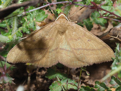 Rhodostrophia cretacaria