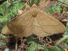 Rhodostrophia cretacaria