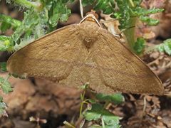 Rhodostrophia cretacaria