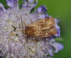 Eriopygodes imbecilla